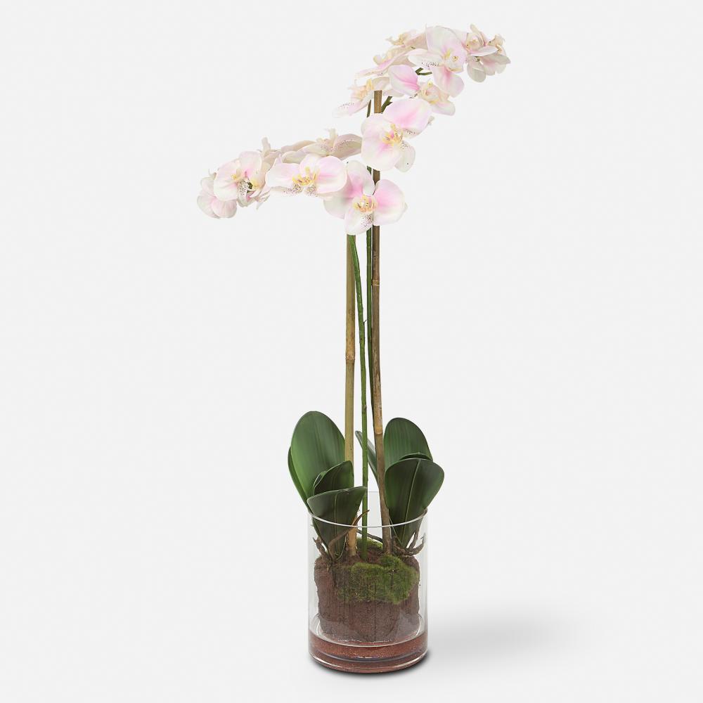 Blush Pink And White Orchid